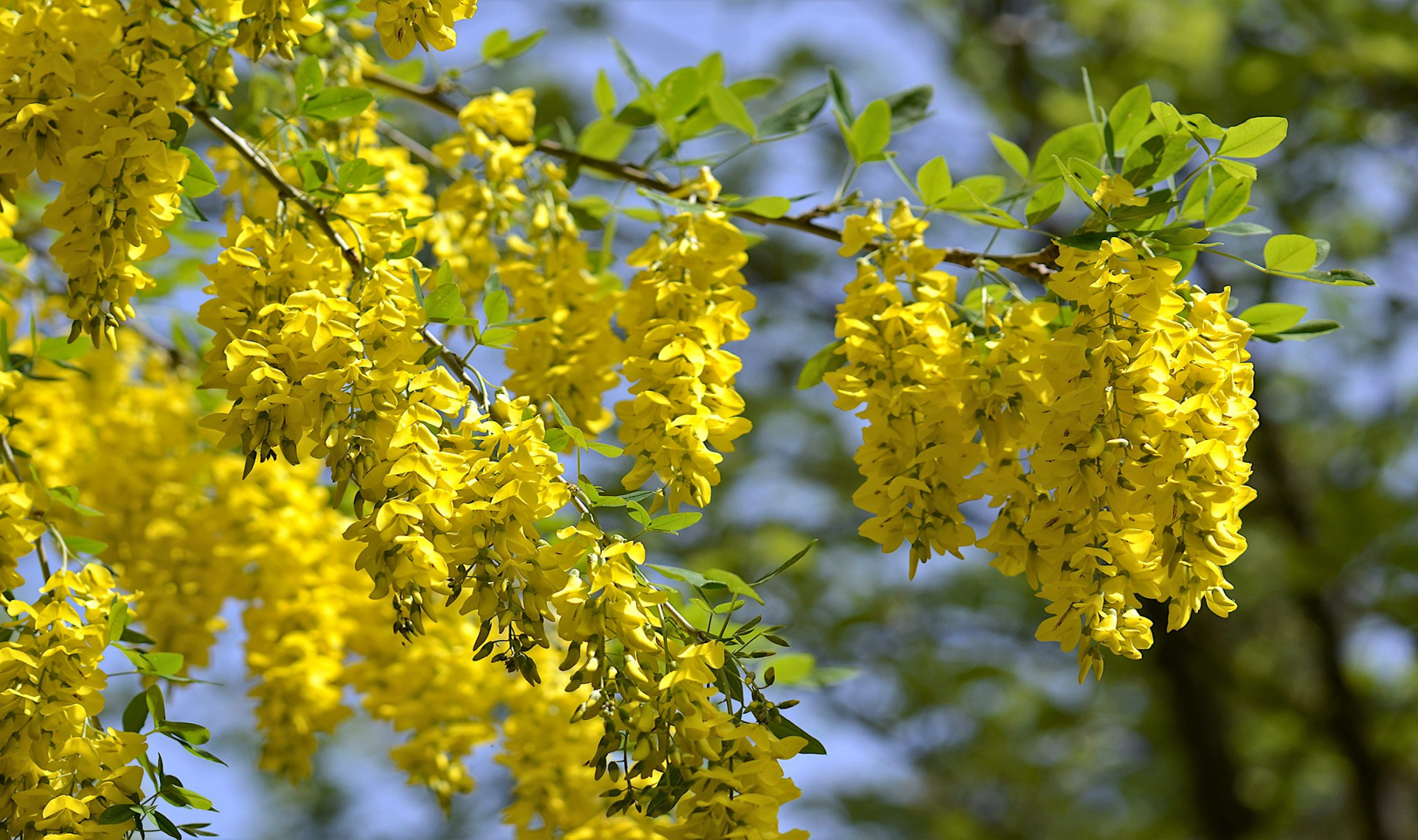 How to Grow Laburnum Tree BBC Gardeners World Magazine How to Grow Laburnum Tree BBC Gardeners World Magazine