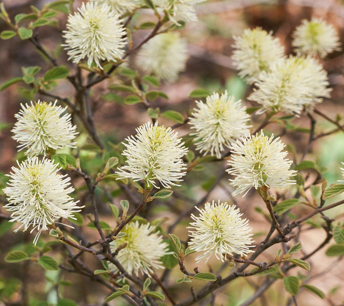 How to Plant and Grow Fothergilla How to Plant and Grow Fothergilla